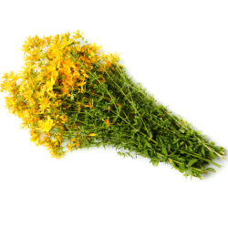 Жълт кантарион стрък 50гр, Еко Херб