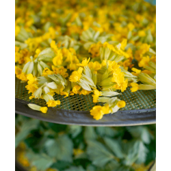 Иглика цвят 20 гр, Еко Херб