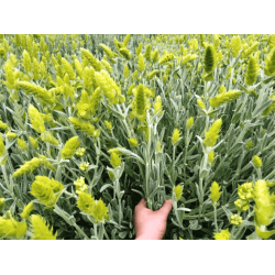 Мурсалски чай 20 гр - ЕКО БИЛКО