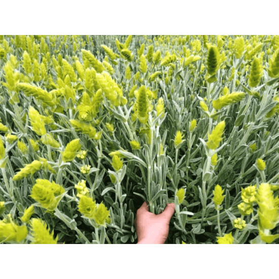 Мурсалски чай 20 гр - ЕКО БИЛКО