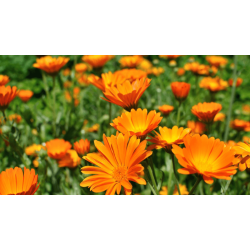 Невен цвят 40 гр, Еко Херб