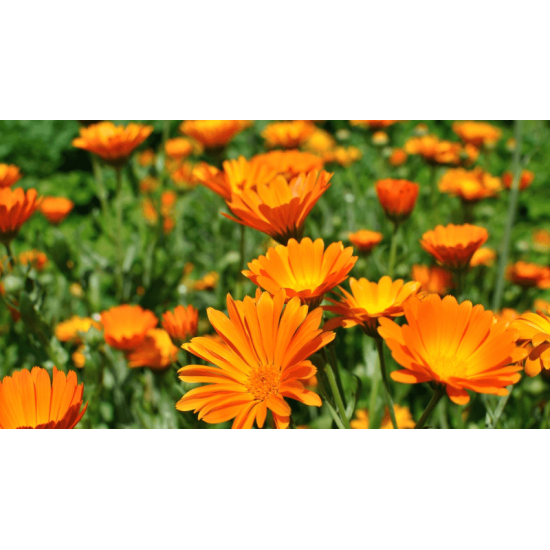 Невен цвят 40 гр, Еко Херб