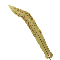 Врабчови чревца 50 гр - Бликова градина