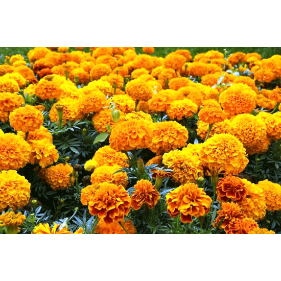 Турта цвят 40 гр - ЕкоХерб