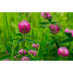 Червена детелина цвят и стрък 20 гр - ЕкоХерб